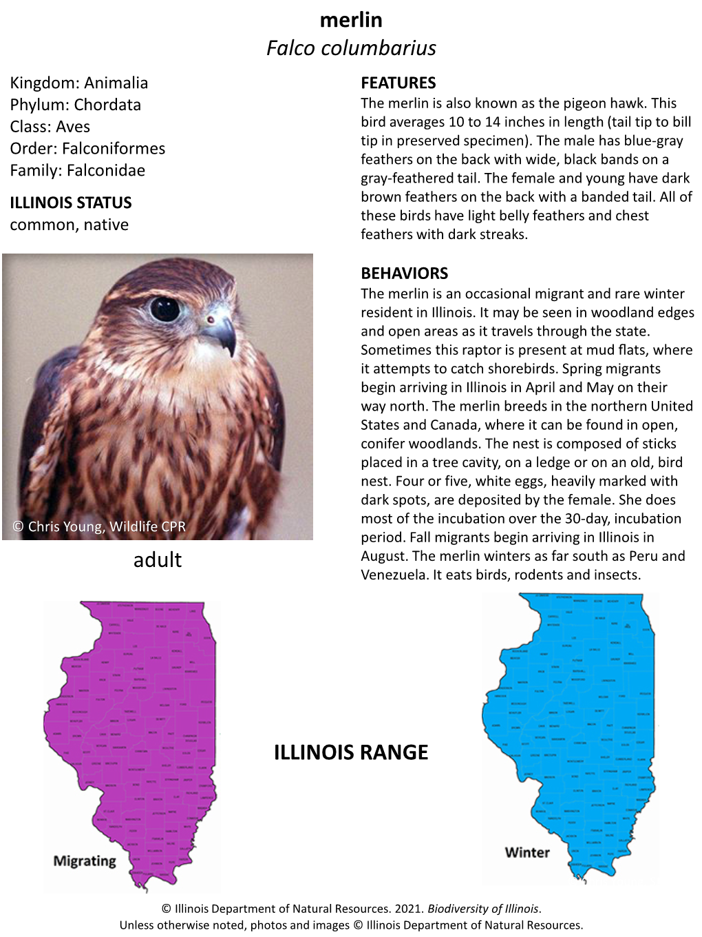 Merlin Falco Columbarius ILLINOIS RANGE Adult