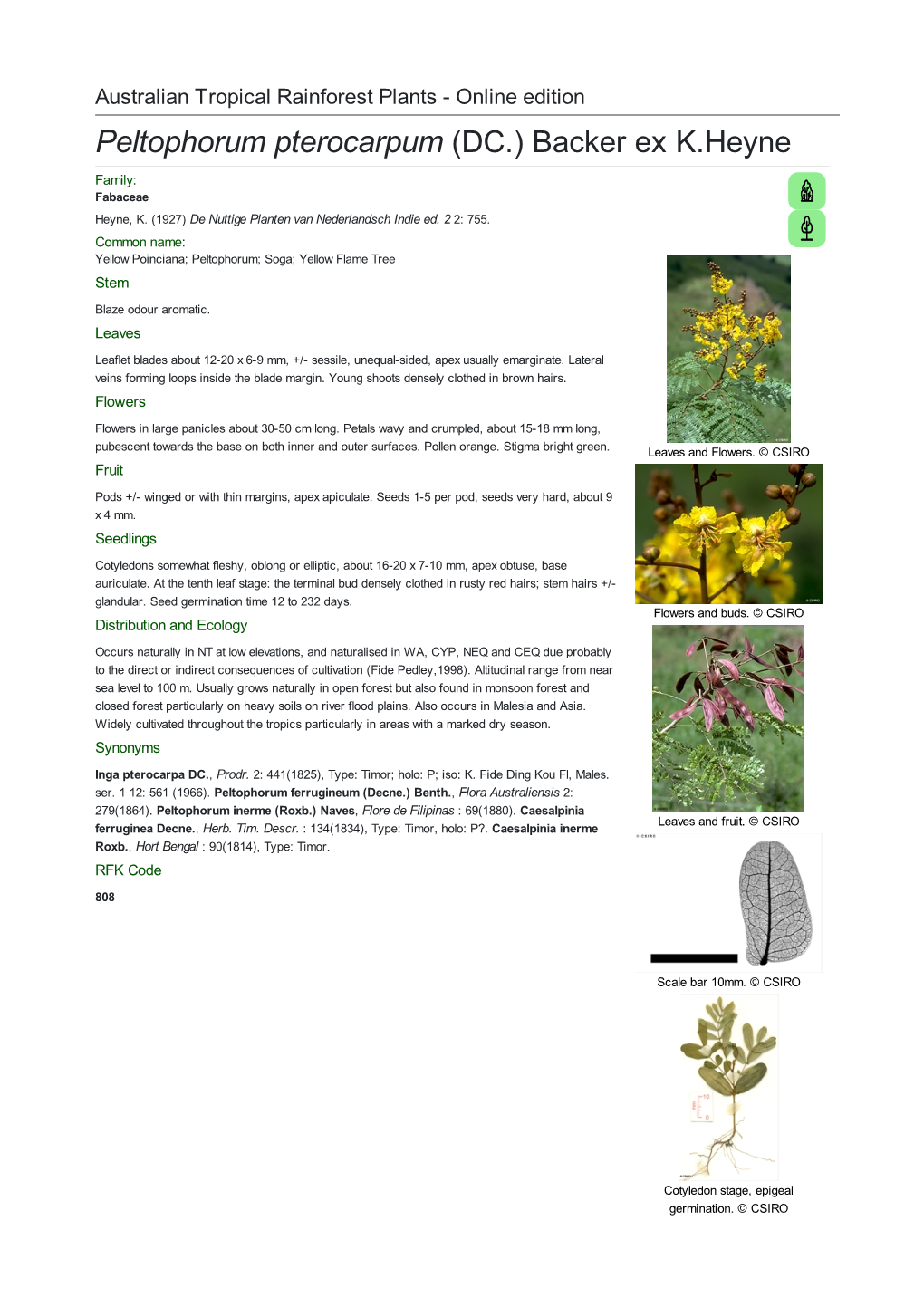 Peltophorum Pterocarpum (DC.) Backer Ex K.Heyne Family: Fabaceae Heyne, K