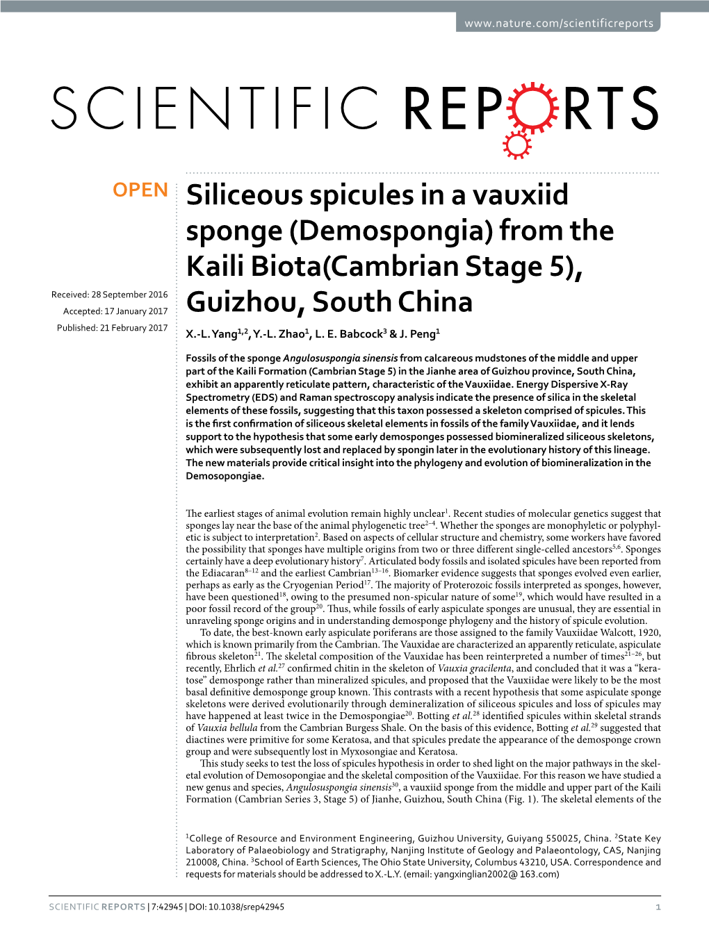 Siliceous Spicules in a Vauxiid Sponge