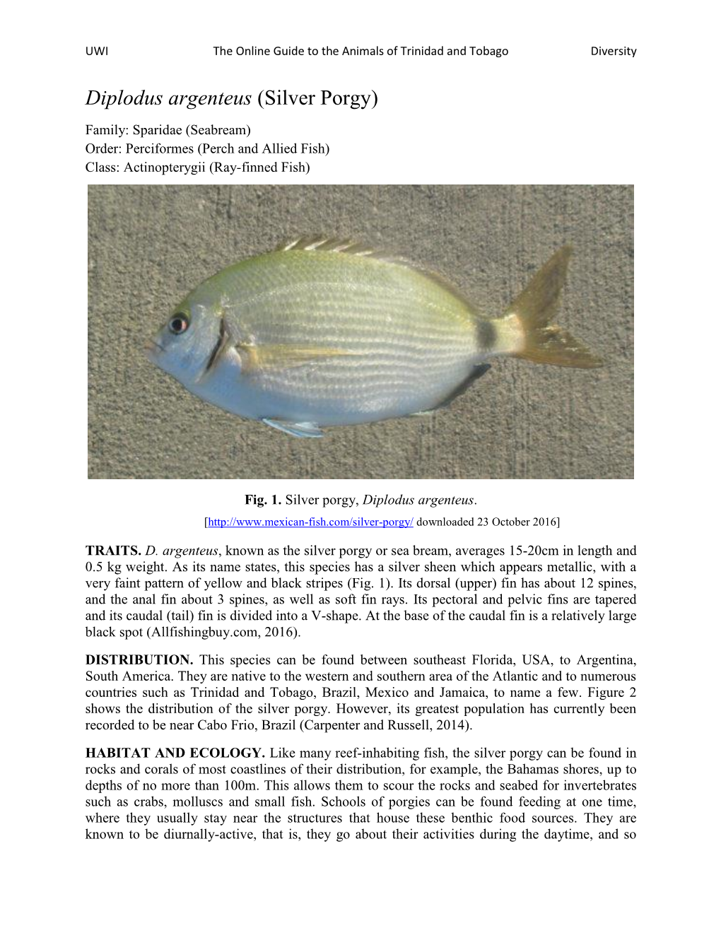 Diplodus Argenteus (Silver Porgy)