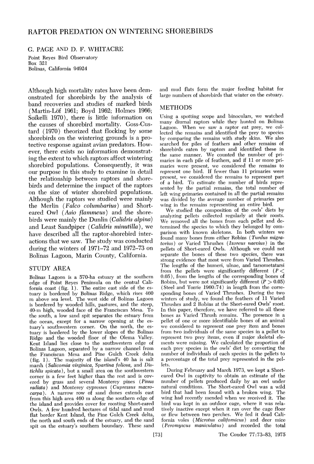 Raptor Predation on Wintering Shorebirds