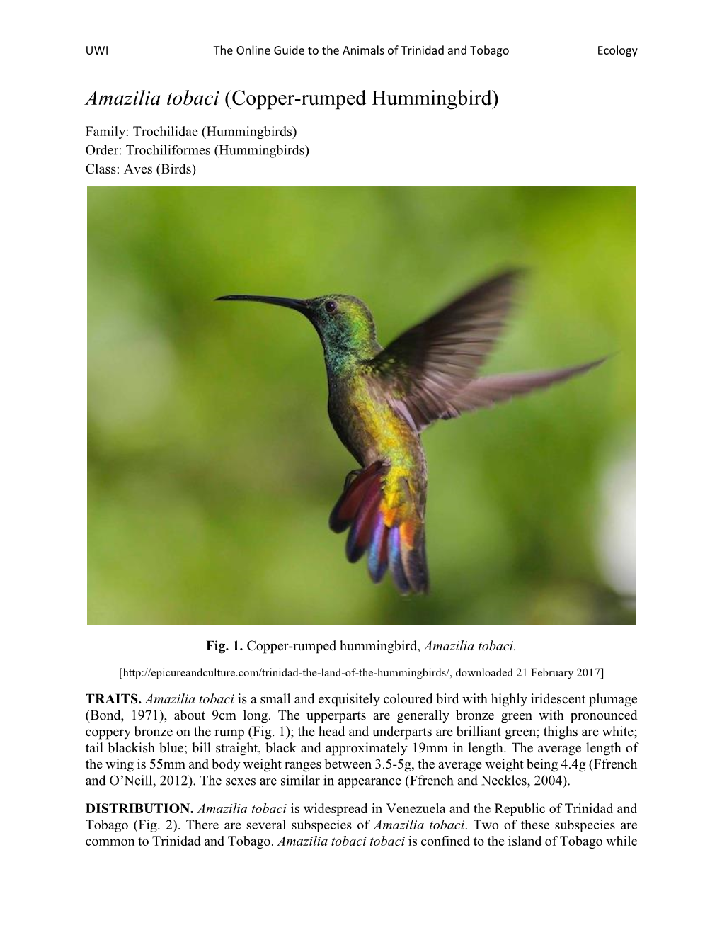 Amazilia Tobaci (Copper-Rumped Hummingbird)