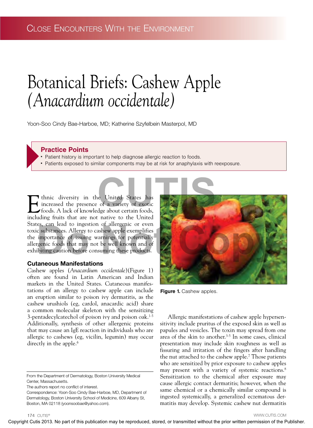 Botanical Briefs: Cashew Apple (Anacardium Occidentale)