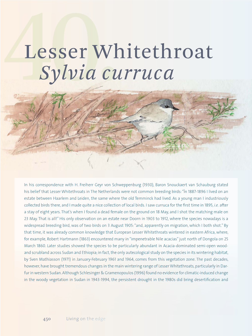 Lesser Whitethroat Sylvia Curruca