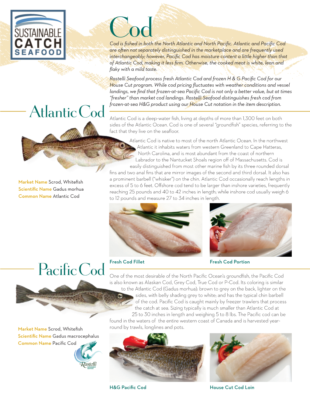 Atlantic Cod Pacific