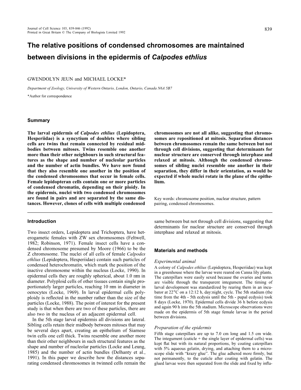 The Relative Positions of Condensed Chromosomes Are Maintained Between Divisions in the Epidermis of Calpodes Ethlius