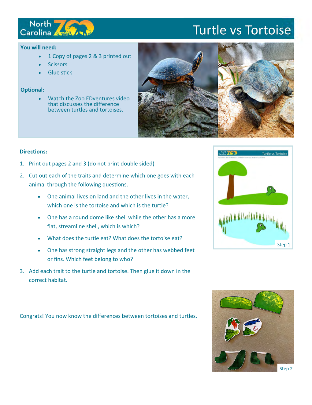 Turtle Vs. Tortoise Activity