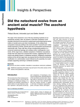 Did the Notochord Evolve from an Ancient Axial Muscle?