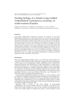 Nesting Biology of a Female Long-Wattled Umbrellabird Cephalopterus Penduliger in North-Western Ecuador