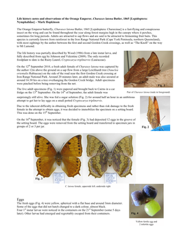 Charaxes Latona Butler, 1865 [Lepidoptera: Nymphalidae] – Mark Hopkinson