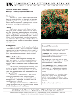 Aesculus Pavia (Red Buckeye) Buckeye Family (Hippocastanaceae)