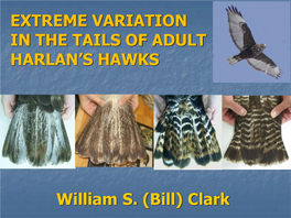 Extreme Variation in the Tails of Adult Harlan’S Hawks