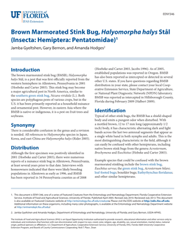 The Brown Marmorated Stink