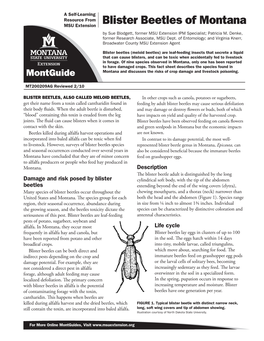 Blister Beetles of Montana
