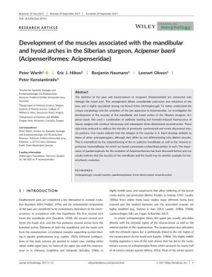 Development of the Muscles Associated with the Mandibular and Hyoid Arches in the Siberian Sturgeon, Acipenser Baerii (Acipenseriformes: Acipenseridae)
