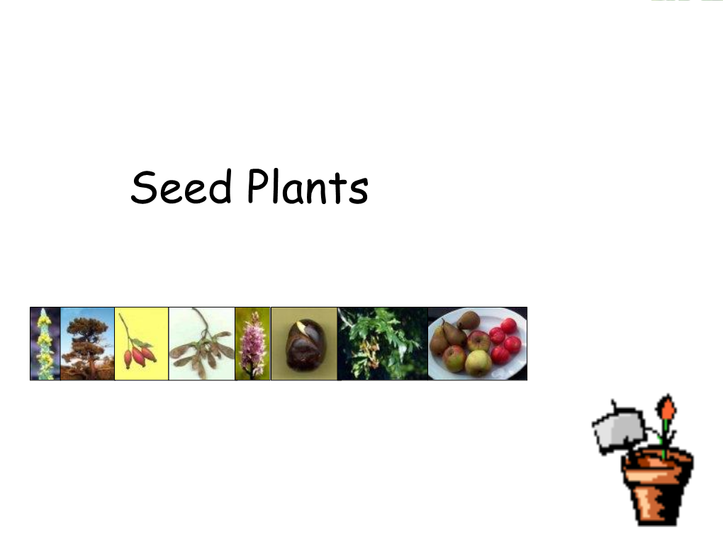 Seed Plants What Is a Seed?