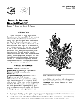 Stewartia Koreana Korean Stewartia1 Edward F