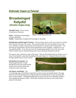 Broadwinged Katydid (Greater Angle-Wing)