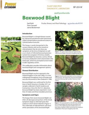 Boxwood Blight