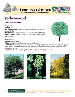 Yellowwood Cladrastis Kentukea