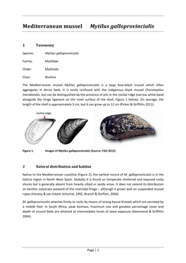 Mediterranean Mussel Mytilus Galloprovincialis