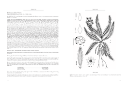 2: Drosera Adelae F.Muell. Fragmenta Phytographiae Australiae 4(30): 154, T
