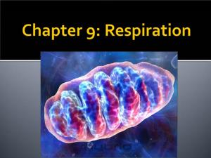 The Summary Equation of Cellular Respiration. the Difference Between