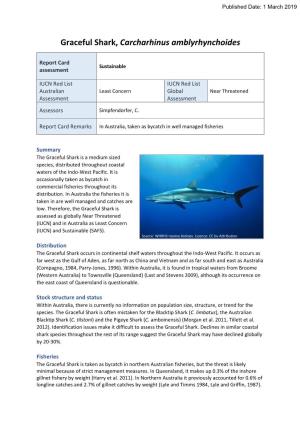Graceful Shark, Carcharhinus Amblyrhynchoides
