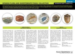 Spanish Flora and Invertebrate Fossil Collection Information Sheet 4 (Cases 29-72)