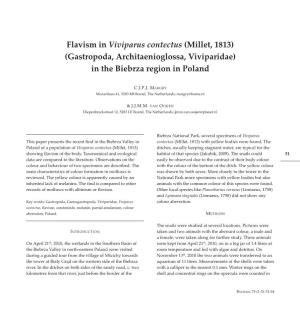 Flavism in Viviparus Contectus (Millet, 1813) (Gastropoda, Architaenioglossa, Viviparidae) in the Biebrza Region in Poland