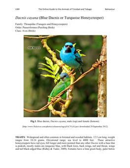 Blue Dacnis Or Turquoise Honeycreeper)