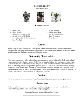 RUBBER PLANT Ficus Elastica Characteristics Culture Noteworthy