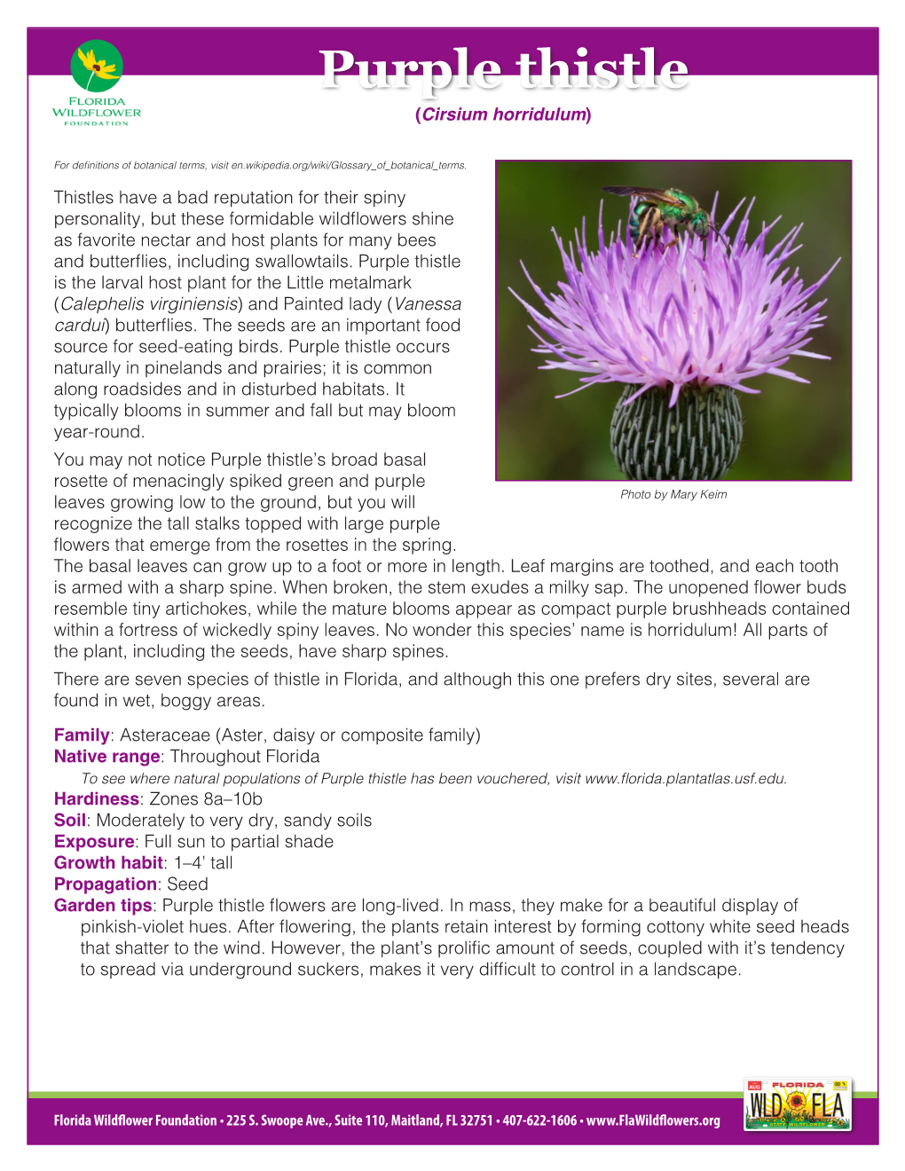 Purple Thistle (Cirsium Horridulum)