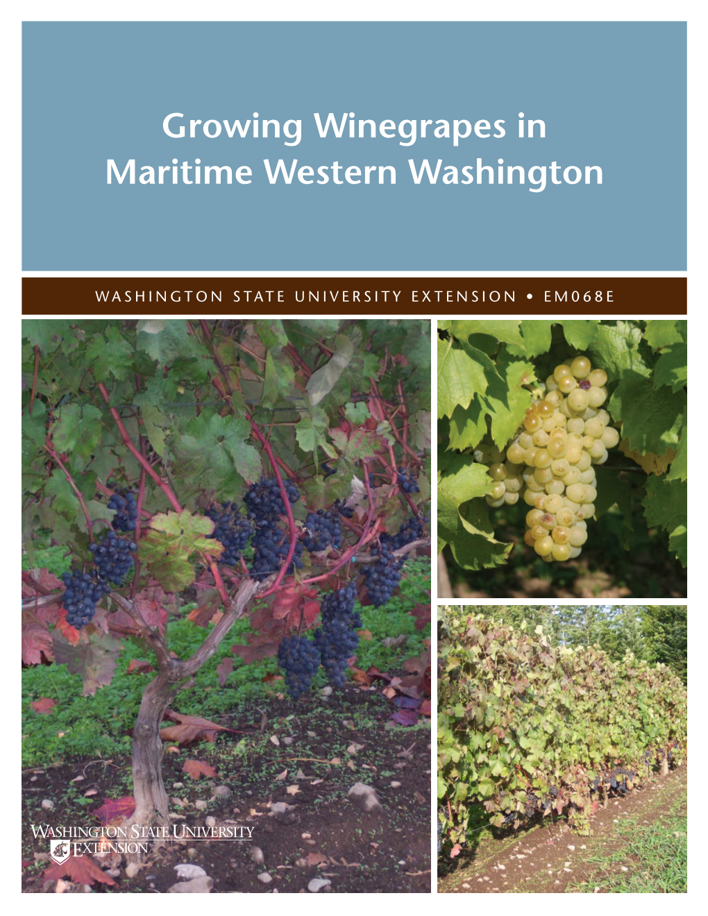 Growing Winegrapes in Maritime Western Washington