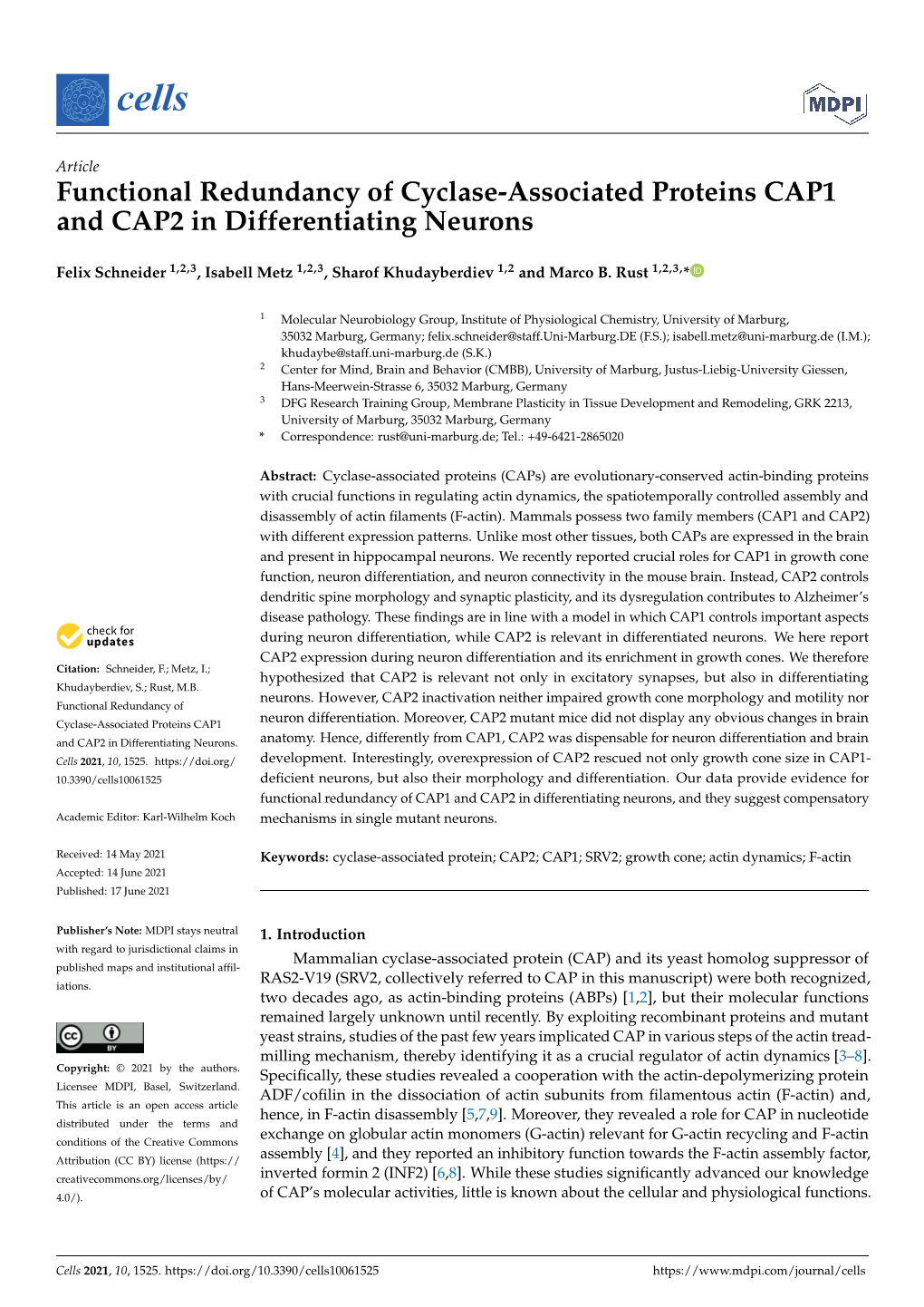 Functional Redundancy of Cyclase-Associated Proteins CAP1 and CAP2 in Differentiating Neurons