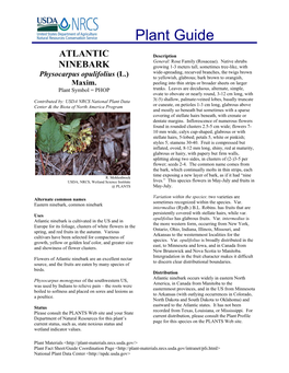 Atlantic Ninebark