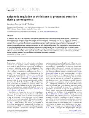 Epigenetic Regulation of the Histone-To-Protamine Transition During Spermiogenesis