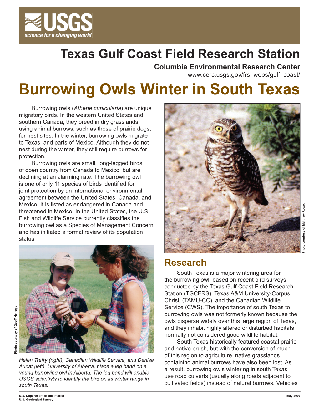 Burrowing Owls Winter in South Texas