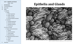 Epithelia and Glands IUSM – 2016 I