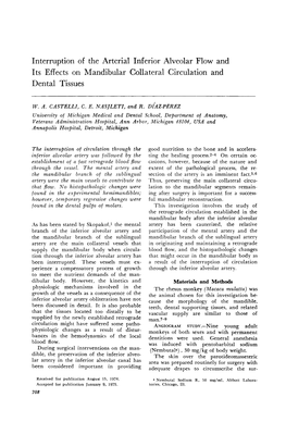 Interruption of the Arterial Inferior Alveolar Flow and Its Effects on Mandibular Collateral Circulation and Dental Tissues