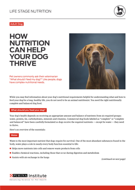 How Nutrition Can Help Your Dog Thrive