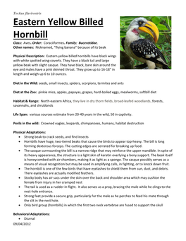 Eastern Yellow Billed Hornbill Class: Aves