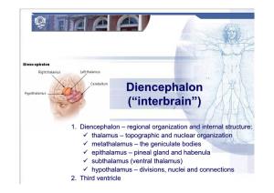 Diencephalondiencephalon ((““Interbraininterbrain ””))