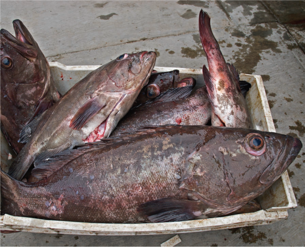 The Impact of Fisheries