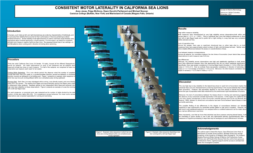 Consistent Motor Laterality in California Sea Lions