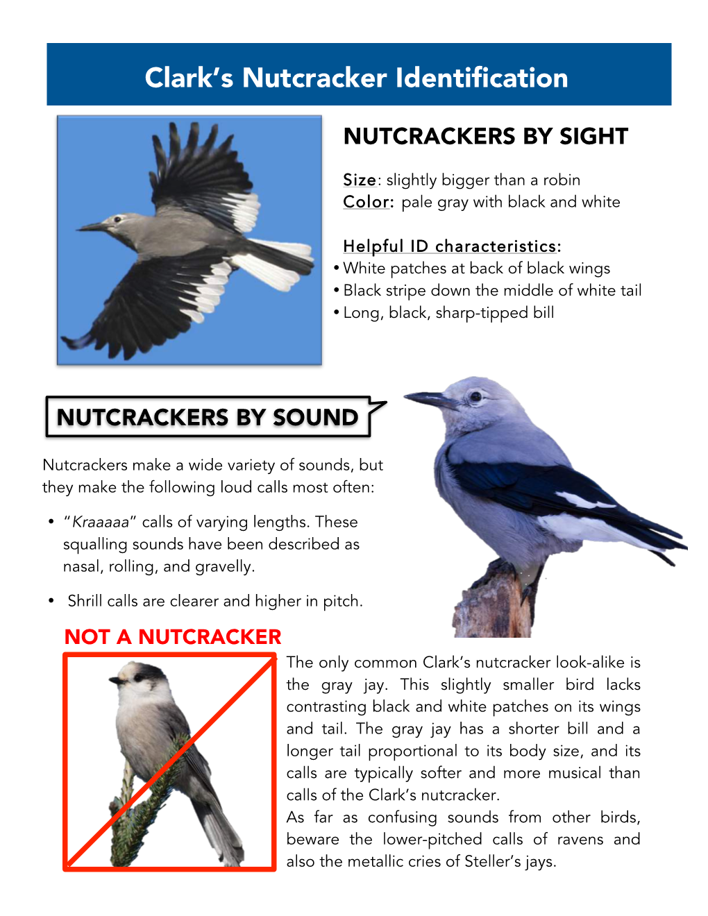 Clark's Nutcracker Identification