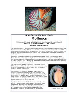 Layout Molluscs Program Guide