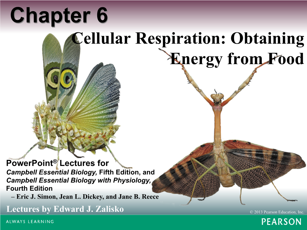 Cellular Respiration: Obtaining Energy from Food