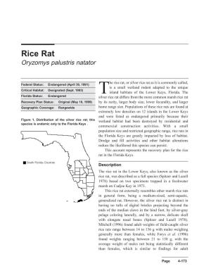 Rice Rat Oryzomys Palustris Natator