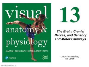 The Brain, Cranial Nerves, and Sensory and Motor Pathways